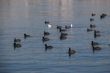 Kuşlar, deniz yüzeyinde sakince yüzerler.