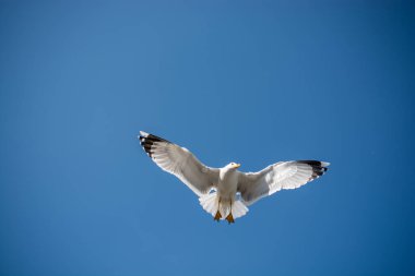 Arka plan olarak mavi gökyüzünde uçan tek bir martı.