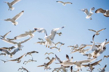 Gökyüzünde kayak yapan martı sürüsü