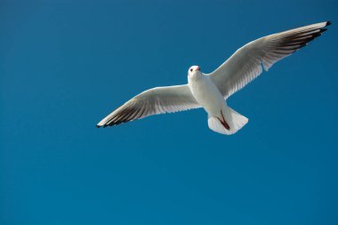 Arka plan olarak gökyüzünde uçan tek bir martı.