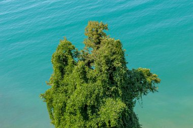Bahçesinde yaprakları olan bir ağacın parçası.