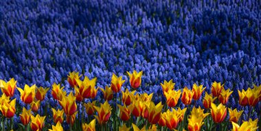 Arkaplan olarak renkli lale çiçekleri