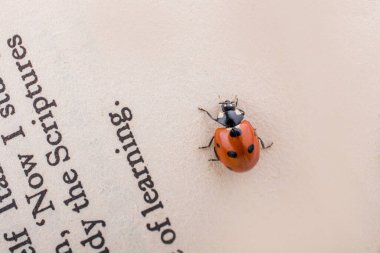 Bir kitap sayfası üzerinde yürüme kırmızı uğur böceği güzel fotoğraf