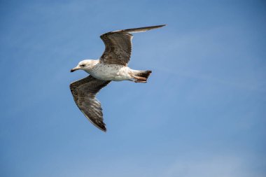 Arka plan olarak bulutlu bir gökyüzünde uçan tek bir martı.