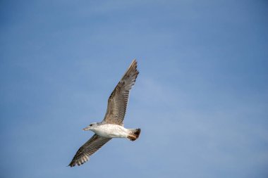 Arka plan olarak bulutlu bir gökyüzünde uçan tek bir martı.