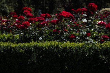 Bahçenin arka planında çiçek açan güzel renkli güller.