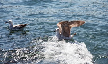 Martılar denizin sularındalar.
