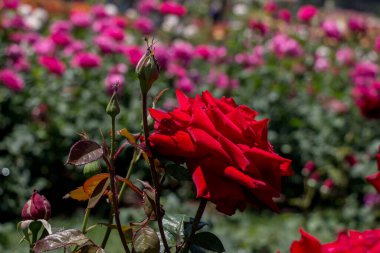 Güzel taze güllerle dolu gül bahçesi