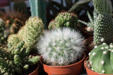 Küçük bir tencerede renkli bir kaktüs bitkisi