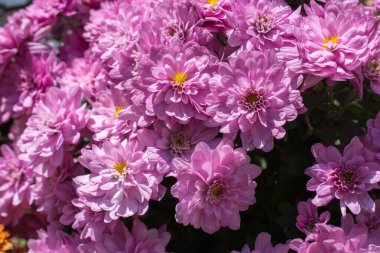 Doğa olarak güzel taze çiçekler.