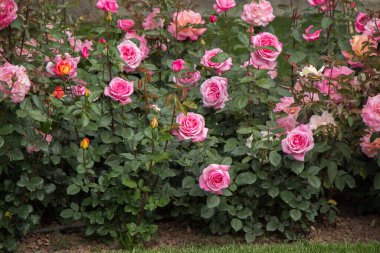 Bahçenin arka planında çiçek açan güzel renkli güller.