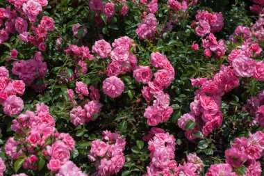 Çiçek arkaplanı gibi güzel renkli güller açıyor.