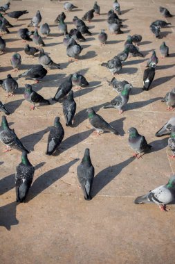 Yalnız kuşlar şehir ortamında yaşar.