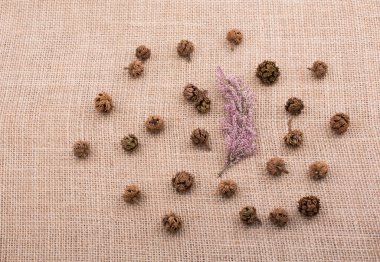 Kahverengi pod, kapsül ve tuval zemin üzerine çiçek