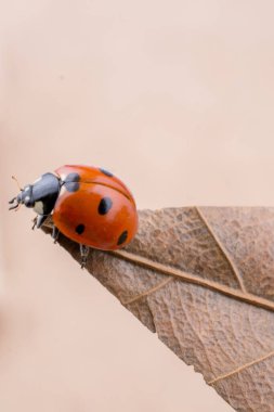 Kırmızı uğur böceği nesneler yürüyüş güzel fotoğraf