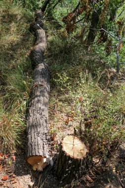 Bahçe arka planında taze kesilmiş ağaç kütükleri