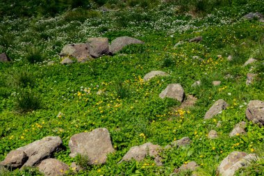 Artvin Dağlık Bölgesi 'nde güzel, renkli, yabani çiçekler açıyor.