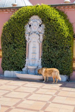 Sokakta başıboş gezen evsiz köpekler yalnız konsepttir.