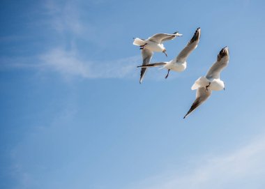 Martılar deniz sular gökte uçuyor