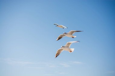 Martılar deniz sular gökte uçuyor