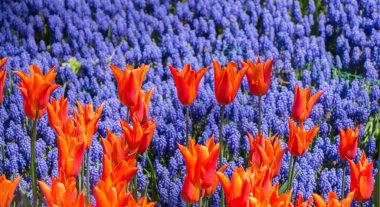 Bahar bahçesinde renkli lale çiçekleri açar.