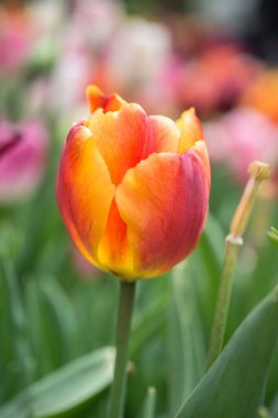 Bahar bahçesinde renkli lale çiçekleri açıyor.