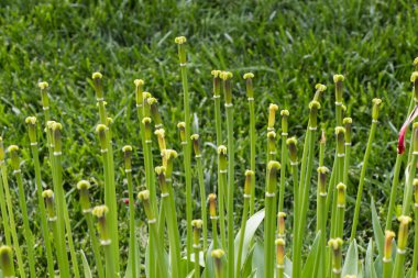 Renkli bir arkaplan olarak açan bahar çiçekleri