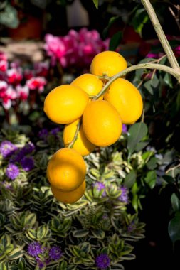 Demet taze olgun limon bahçesinde bir limon ağacı dalı üzerinde