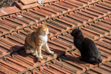 Evsiz sokak kedileri çatıda başka bir portresi