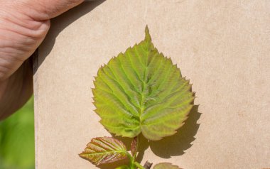 Yeşil yapraklar kahverengi arka planda.