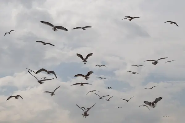 stock image Flock of seagulls skying  in the sky