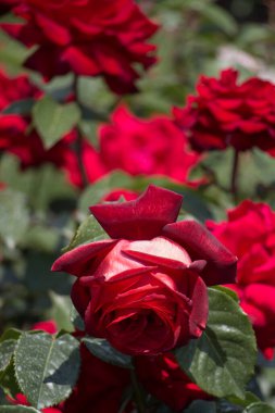 Bahçe arka planında güzel renkli gül çiçeği