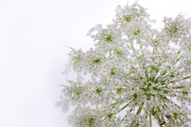 Beyaz arka planda beyaz bir çiçek tutan el.