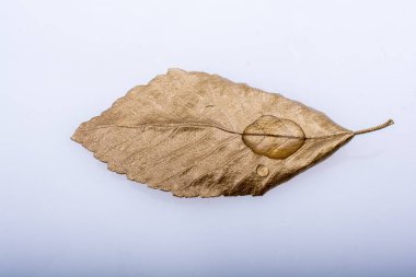 Bir altın rengi yaprak boyalı bulundu damla su