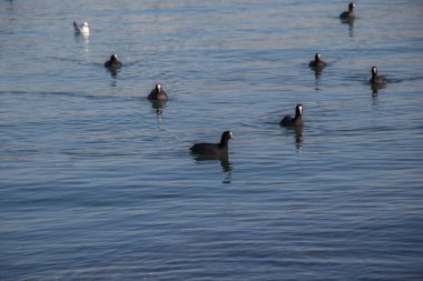 Kuşlar, deniz yüzeyinde sakince yüzerler.