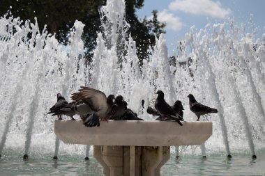 Şehir güvercinleri çeşmenin kenarında suyun kenarında
