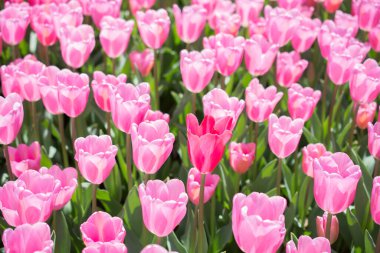 Arkaplan olarak renkli lale çiçekleri