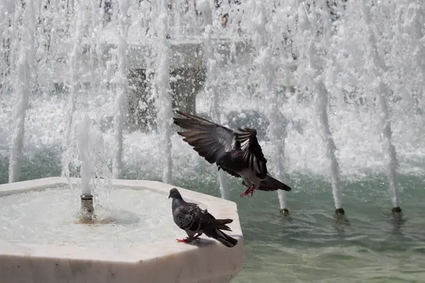 Şehir güvercinleri çeşmenin kenarında suyun kenarında