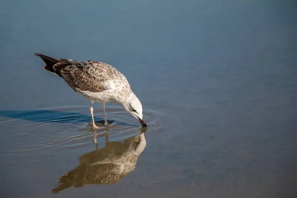 Stock image Seagull  on rest on ground with muddy waters