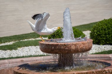 Gül bahçesindeki çeşmenin yanında martı