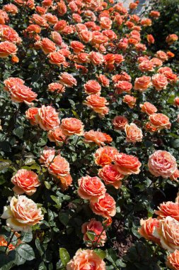 Bahçenin arka planında çiçek açan güzel renkli güller.