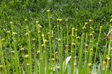 Renkli bir arkaplan olarak açan bahar çiçekleri