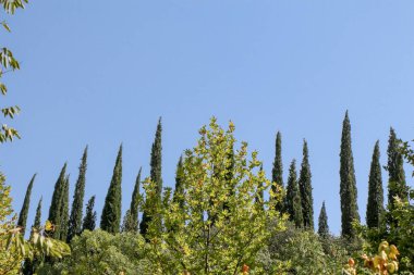 Cypreast ağaçlar doğa arka planda