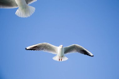 Martılar çifti deniz sular gökte uçuyor