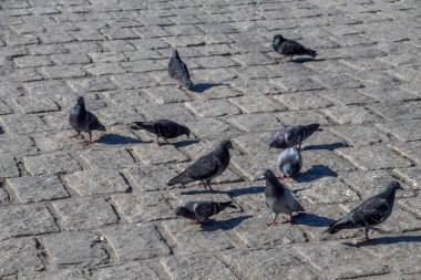 Güvercinler üzerinde bir taş döşeme