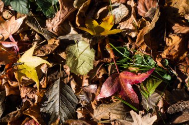Belirli bir doku kalıbına sahip arka plan