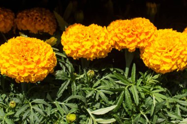 Sarı renk kadife çiçeği çiçek siyah durumlarda yük