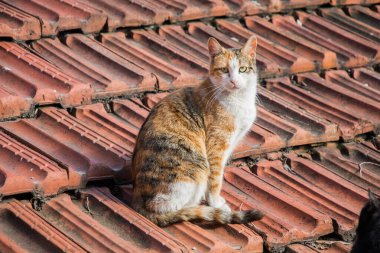 Çatıda evsiz sokak kedi başka bir portresi