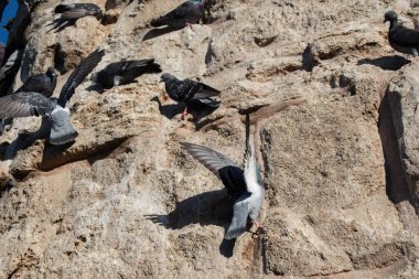 Güvercinler arka planda oturuyor.