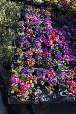 Renkli bir arkaplan olarak açan bahar çiçekleri